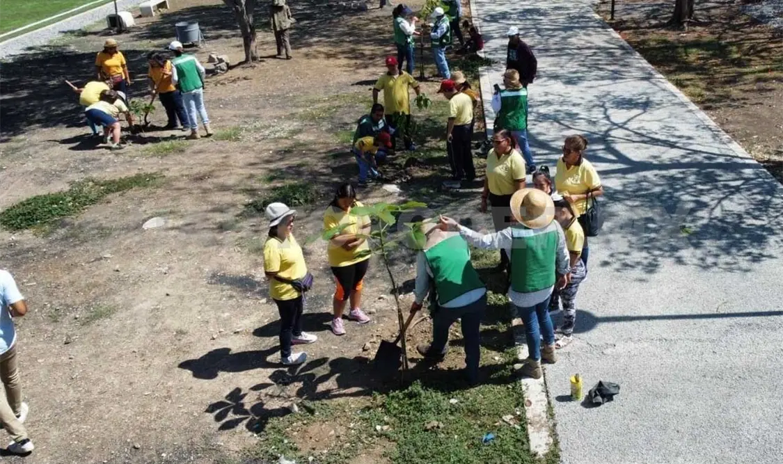 Invitan a sumarse a campañas de donación de árbol
