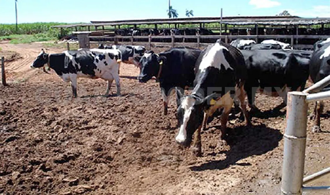 Tonalá es uno de los mayores productores de leche, por ello la petición de reconsiderar el precio del líquido blanco. CP