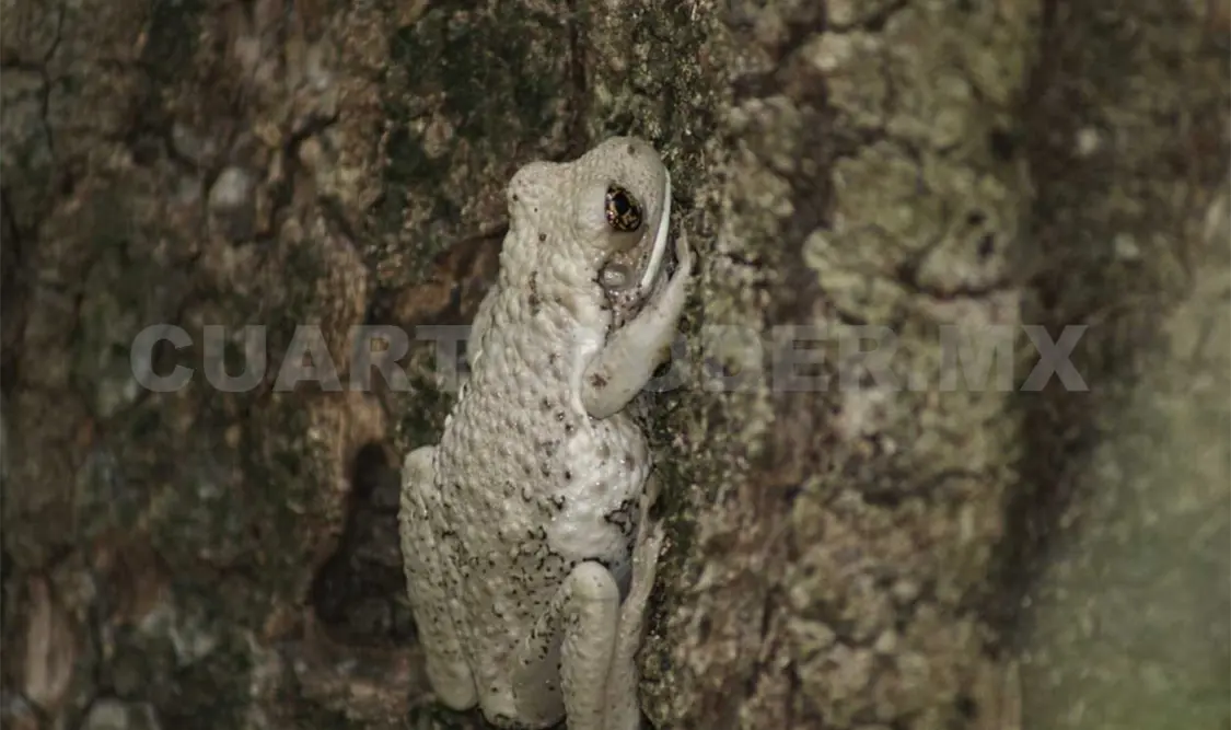 Detectan rana arborícola lechosa