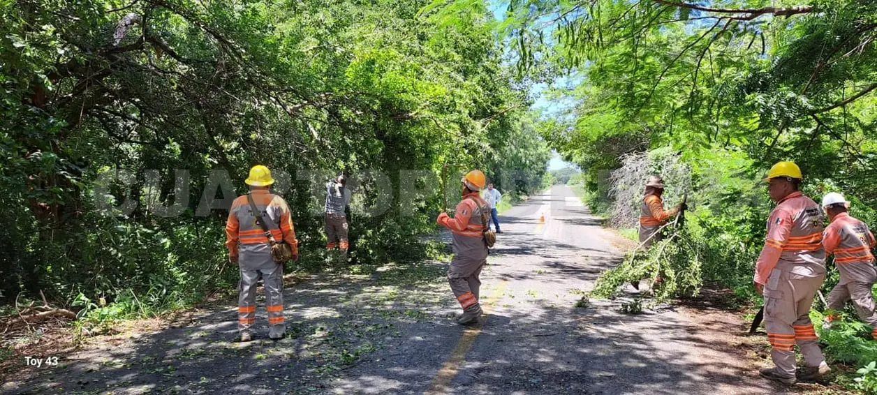 Lluvias y viento causan derrumbe de árboles