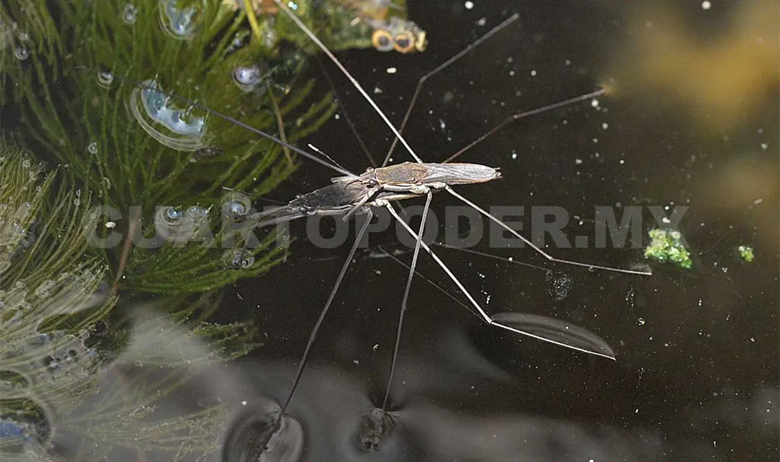 Analizan presencia de insectos acuáticos en río de Chiapas