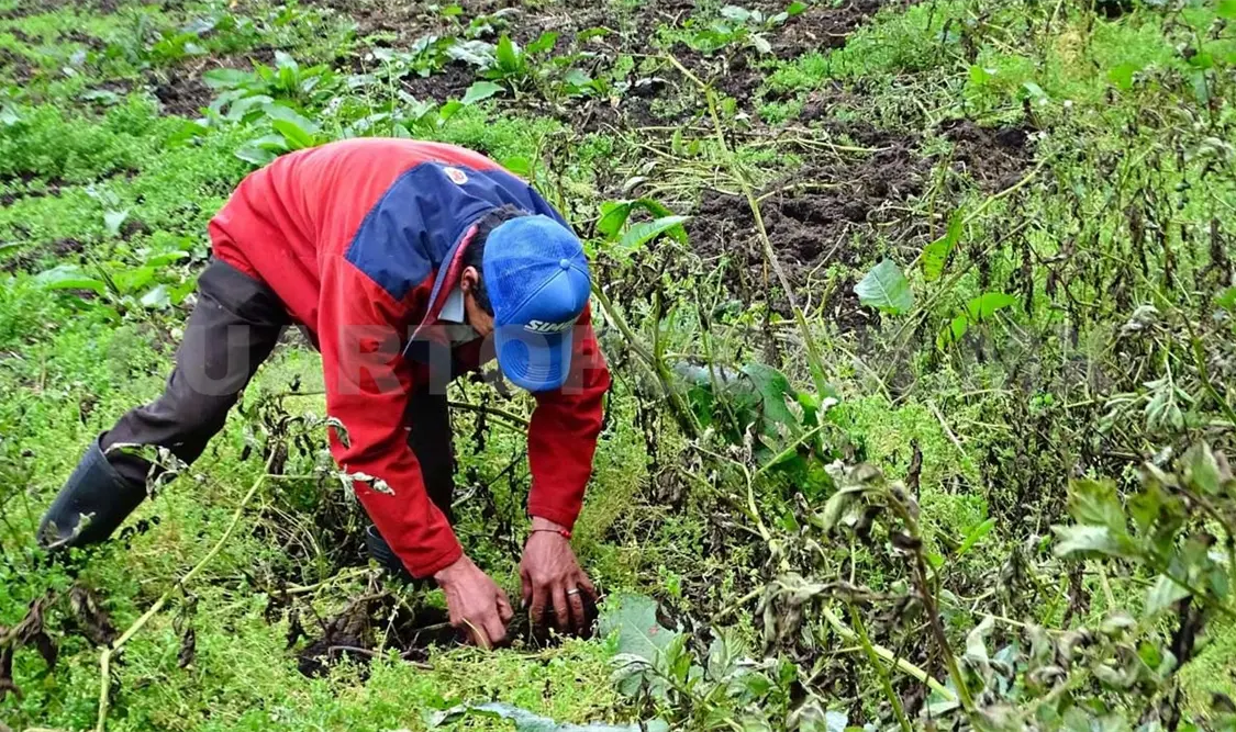 Benefician a más productores con fertilizante gratuito