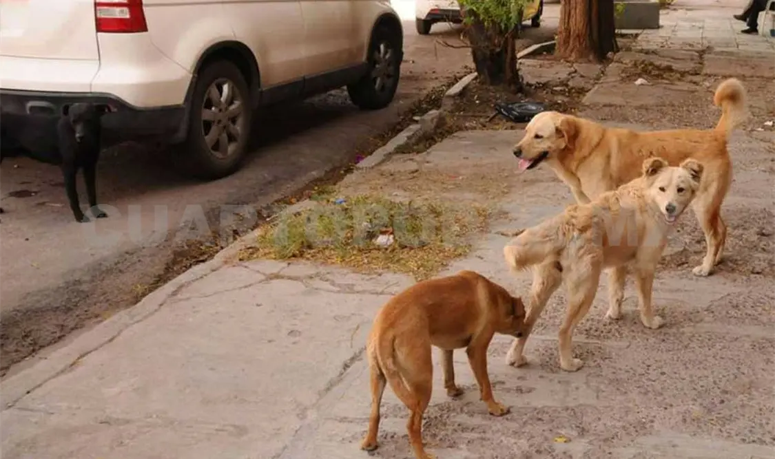Activistas piden campaña de esterilización