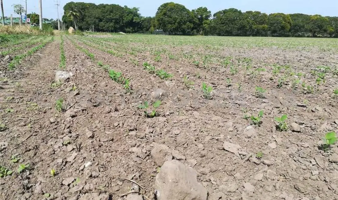 Canícula podría extenderse más de un mes en Chiapas