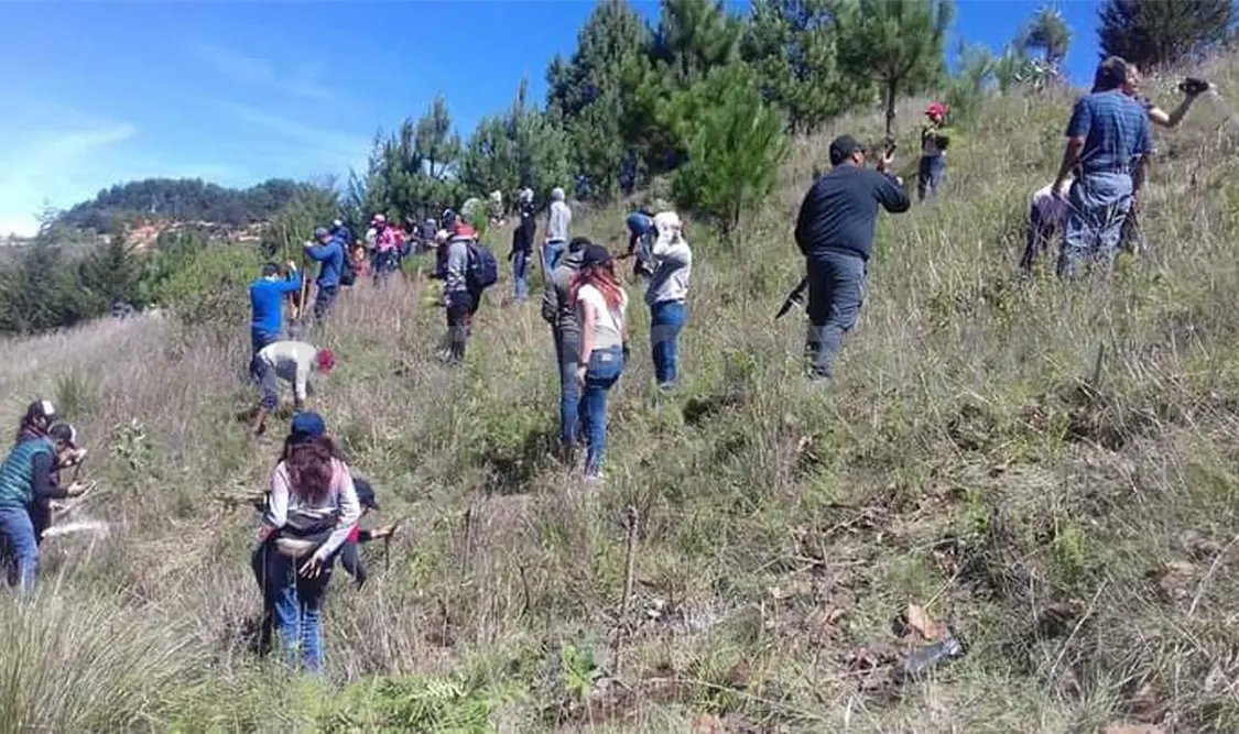 Continúa con éxito la XVI Campaña de Reforestación
