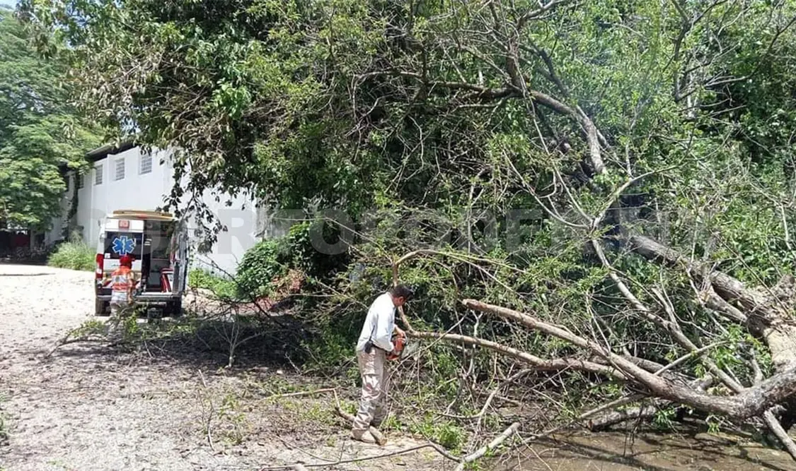 Reportan árboles caídos tras precipitaciones en Istmo Costa