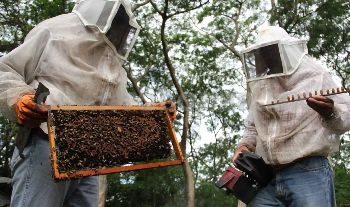 Llaman a prohibir el uso del insecticida clorpirifos