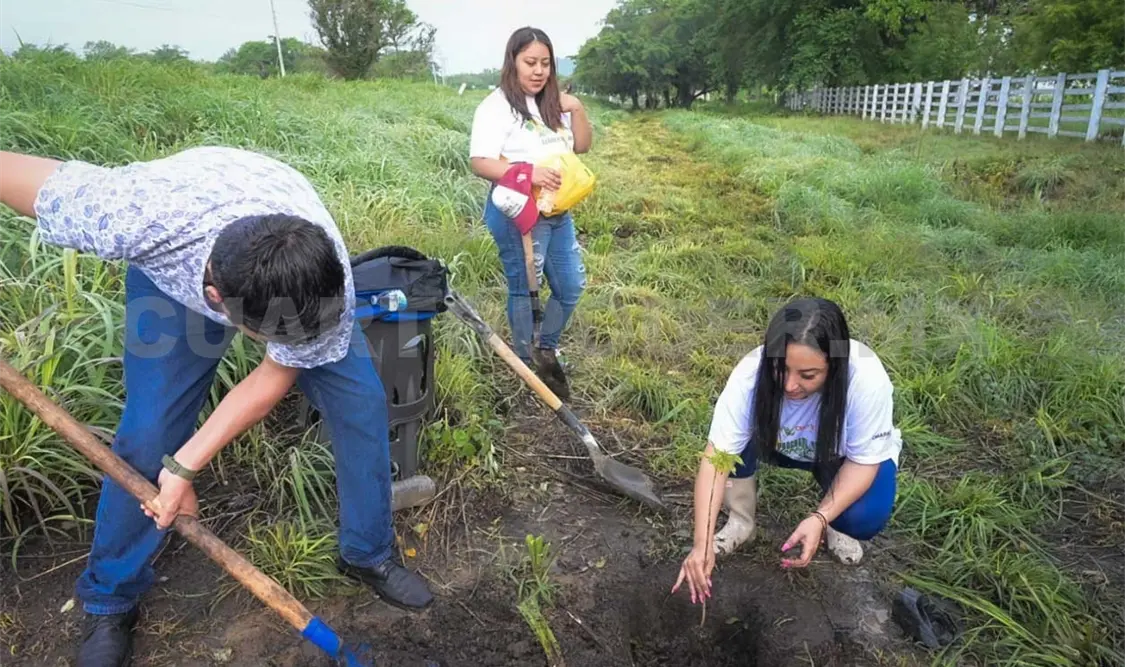 Voluntariado se suma al programa de reforestación