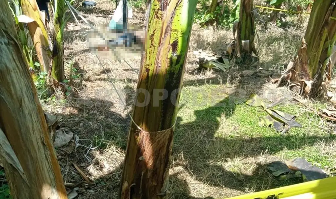 Lo encuentran asesinado a machetazos en plantación