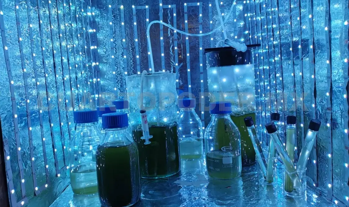 Buscan generar biodiesel a partir de microalgas