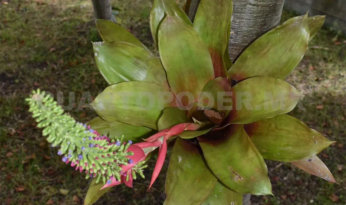 Resguardan colección de bromelias locales