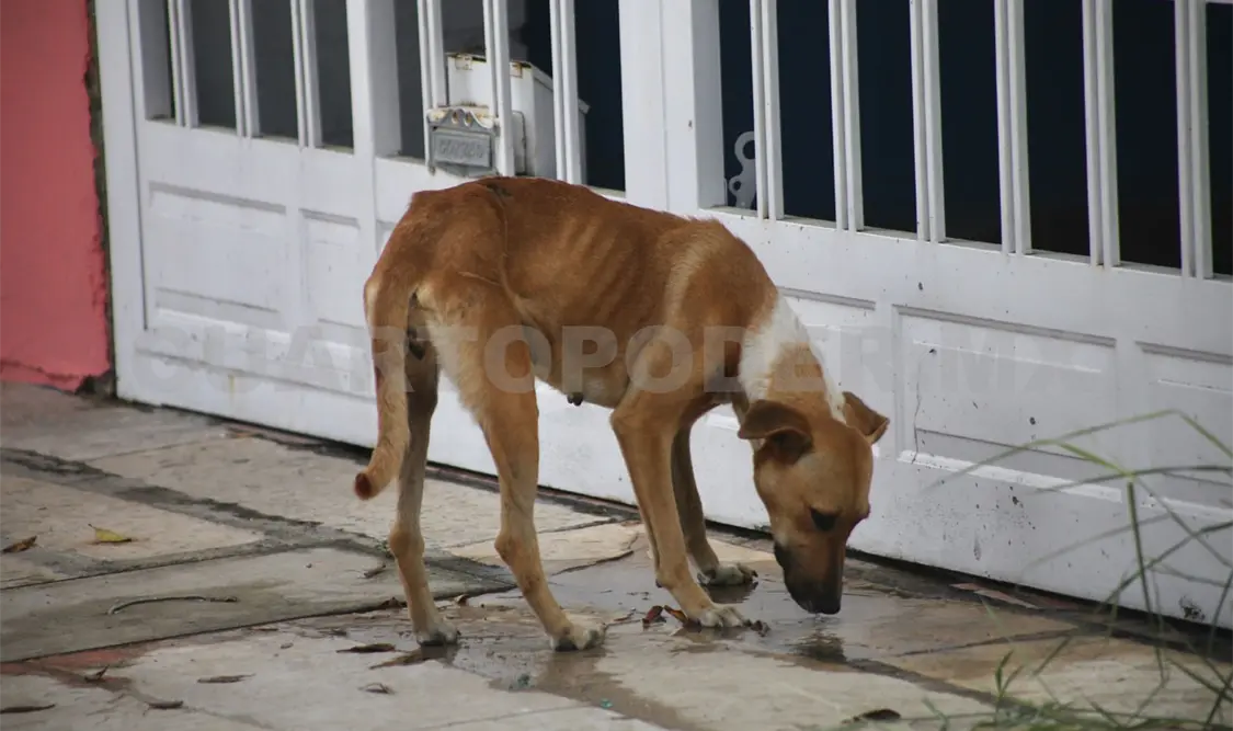 Organizan padrón de asociaciones proanimales