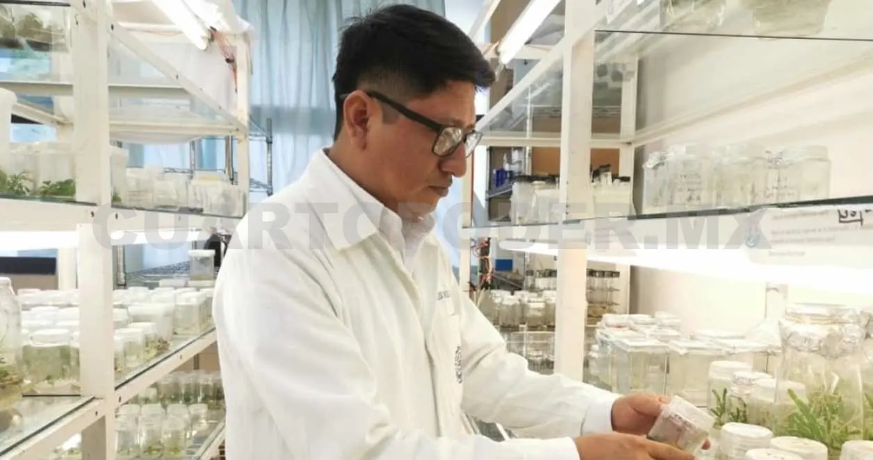 Investigan las propiedades de la pitahaya
