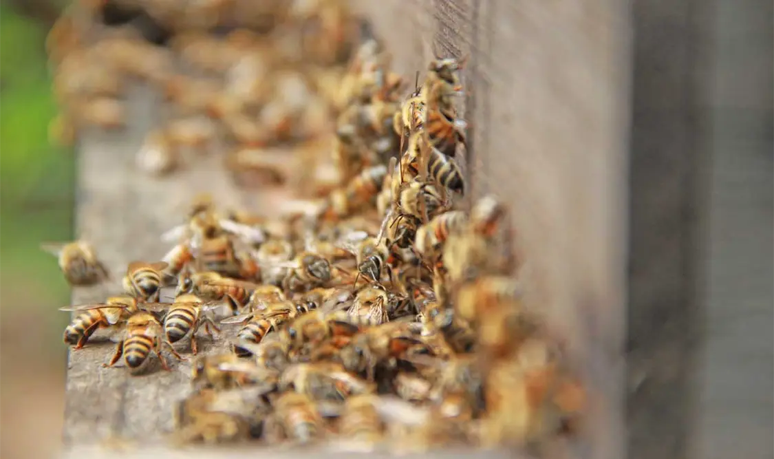 Llaman a frenar la acelerada extinción de insectos