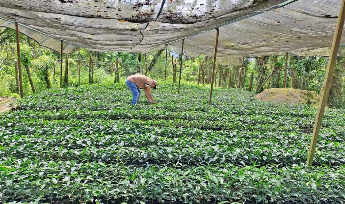 Sembrarán 750 mil plantas en el Tacaná
