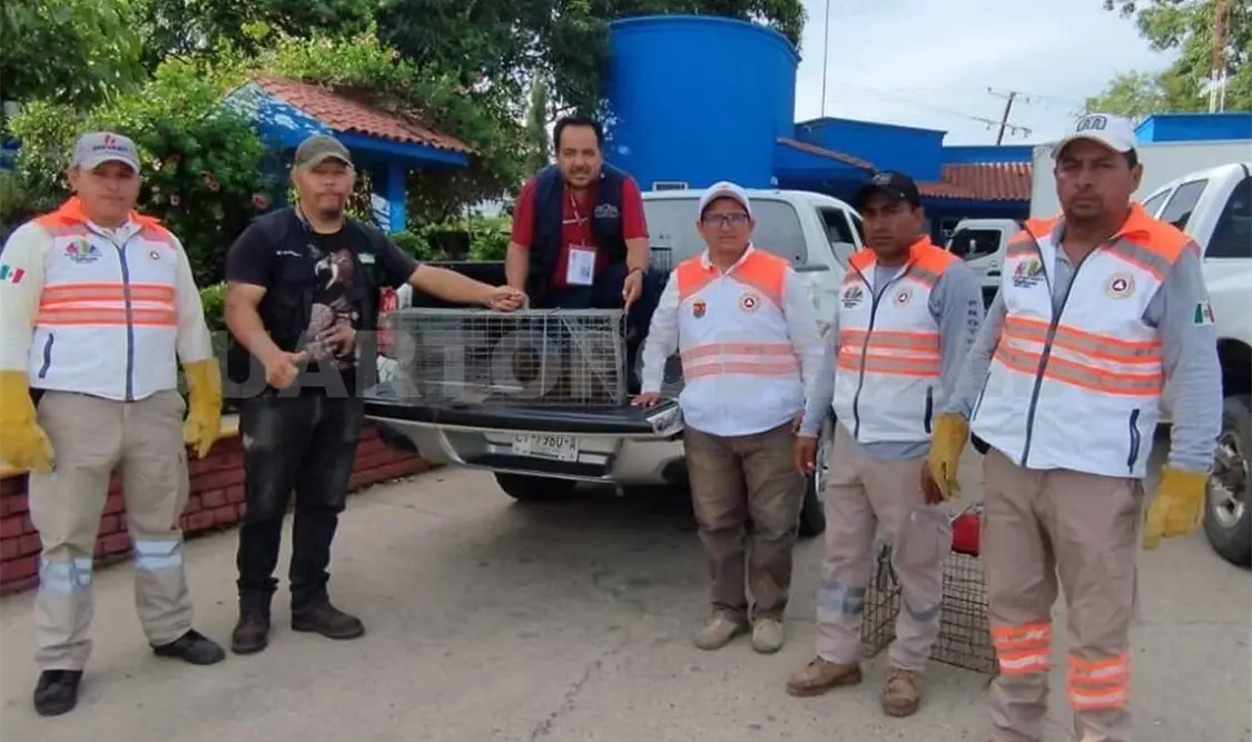 En caso de necesitar apoyo para el rescate de un animal, la ciudadanía puede localizar a un equipo certificado a través del número 9-1-1. Cortesía