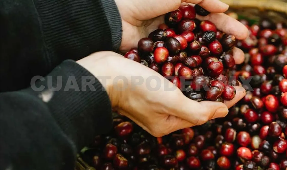 México ya destaca como productor de café, pero es posible mejorar la cadena productiva. Diego Pérez / CP