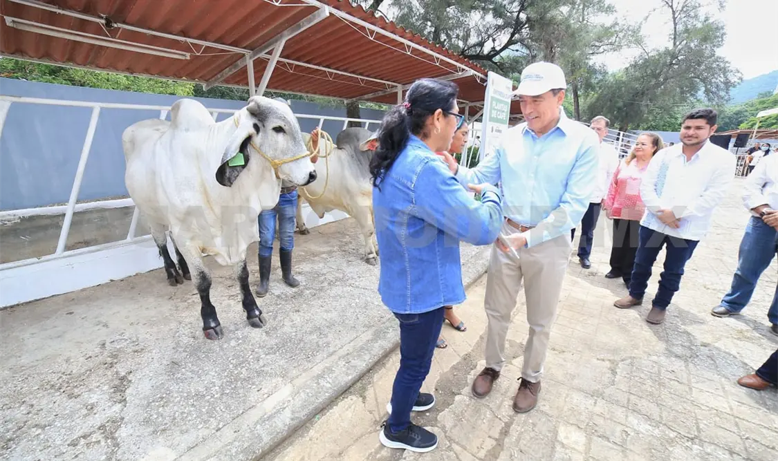 Entrega REC sementales bovinos al sector ganadero