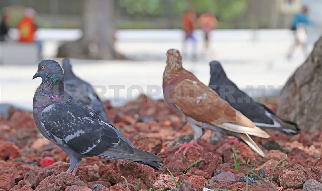 Vital controlar y erradicar aves exóticas invasoras
