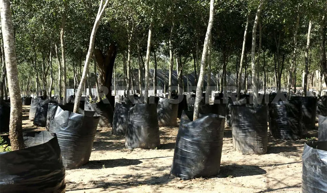 Sembrarán un millón de árboles en cinco ANP