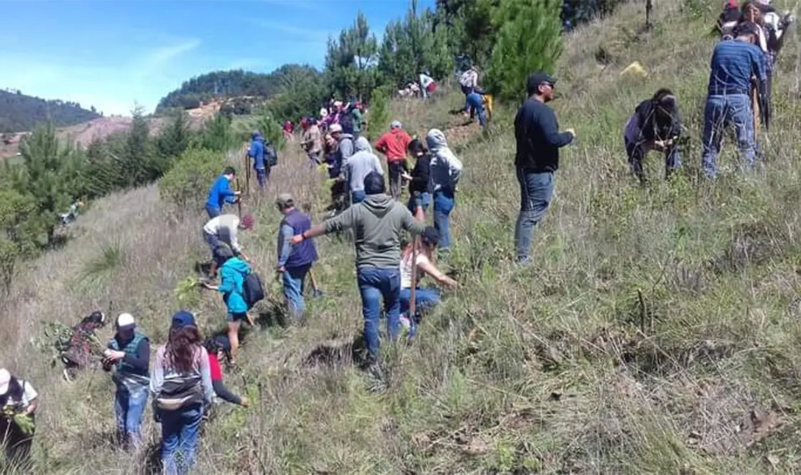 Continúa la campaña anual de reforestación