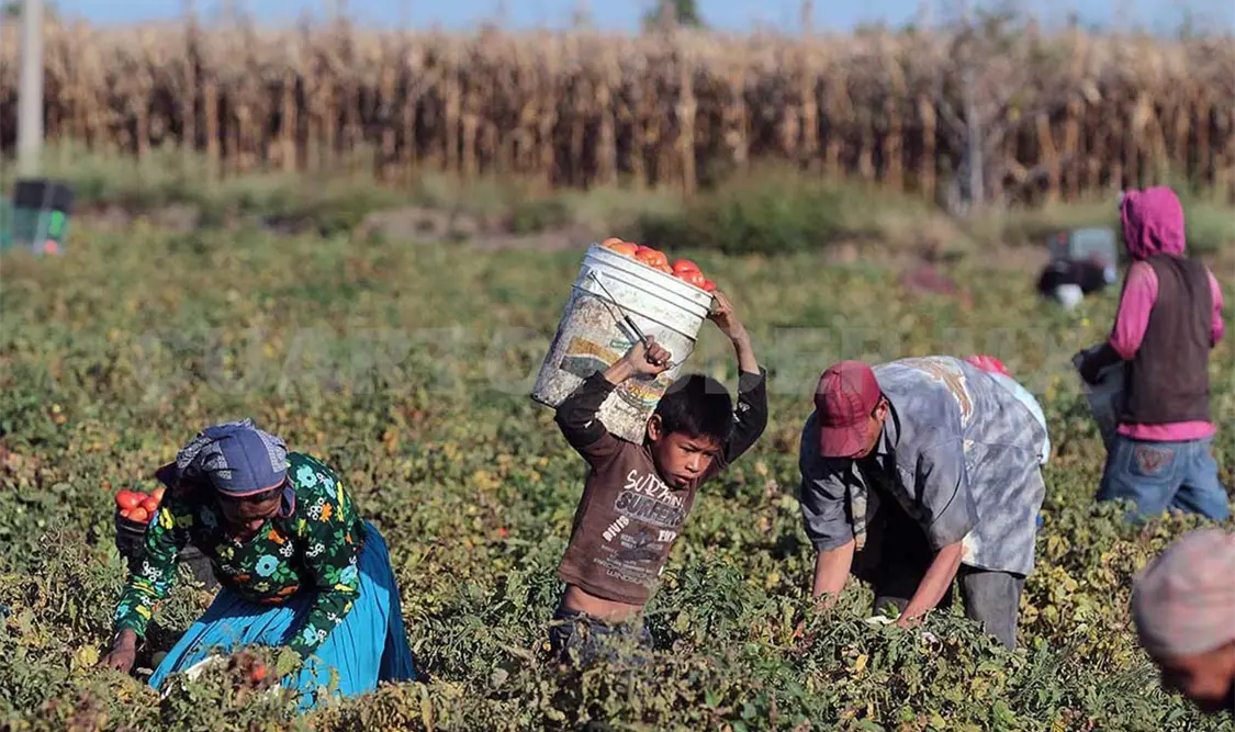 Necesaria política de Estado para jornaleros agrícolas
