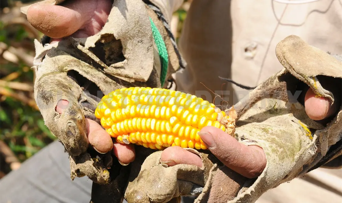 Urgente proteger la biodiversidad y los maíces nativos