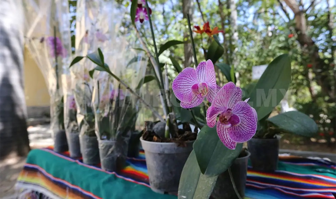 Todas las especies de orquídeas están en riesgo