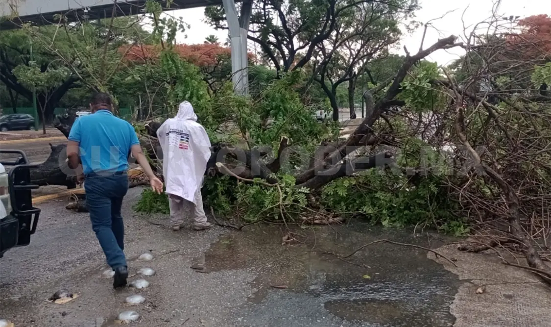 Autoridades revisan estado de árboles por precipitaciones