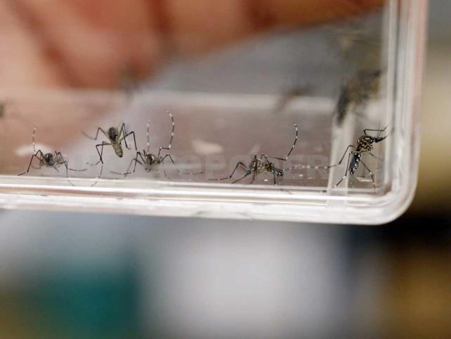 Emiten aviso por aumento de casos de dengue