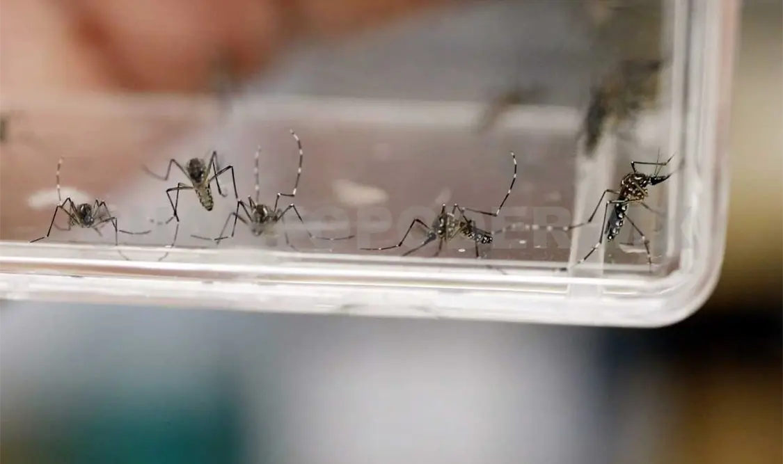 Emiten aviso por aumento de casos de dengue