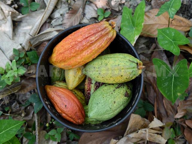 Chiapas todavía destaca en producción de cacao