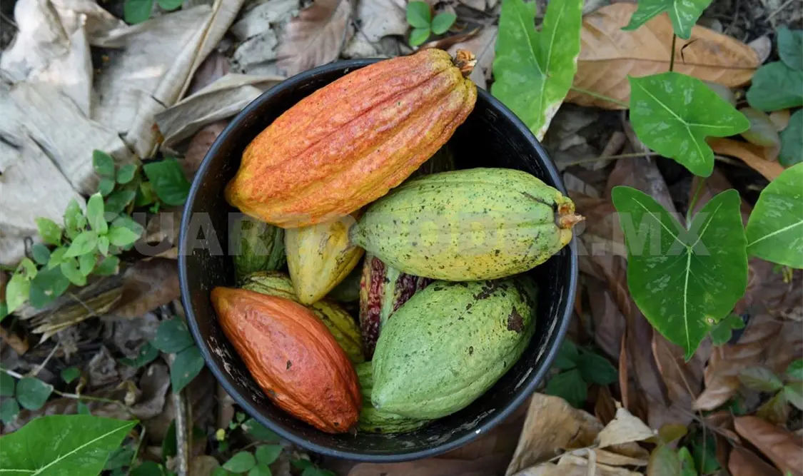 Chiapas todavía destaca en producción de cacao