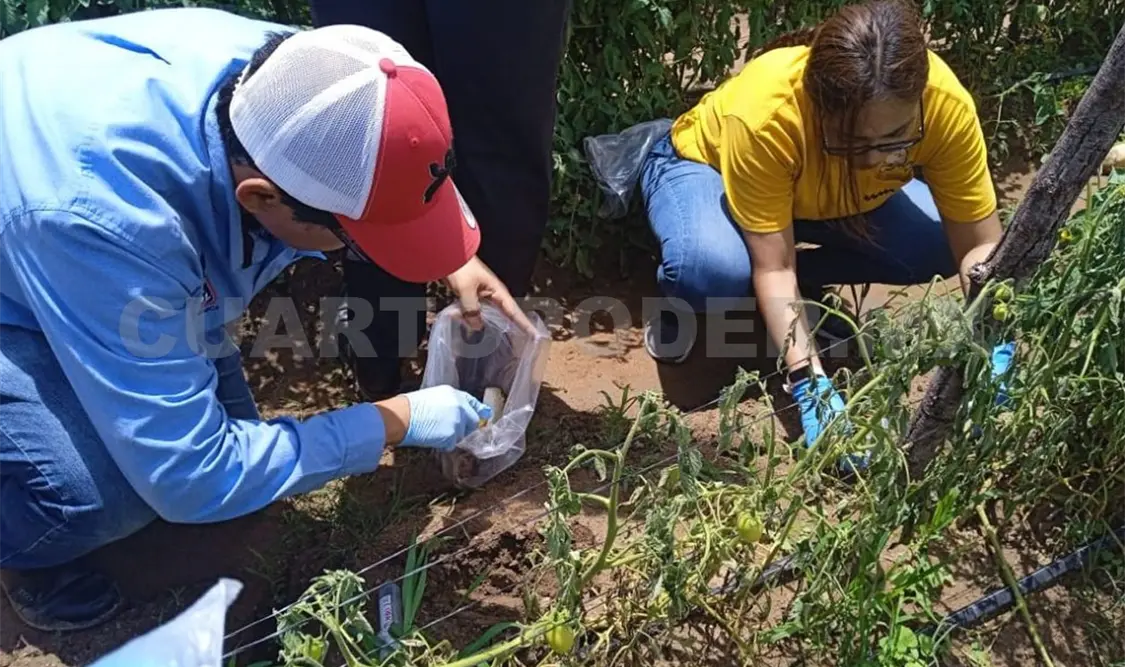 Usan bacteria aislada en el Chichonal para mejorar agricultura