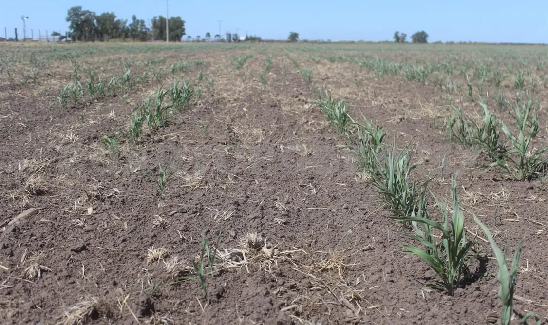 Aumentan los municipios con sequía severa