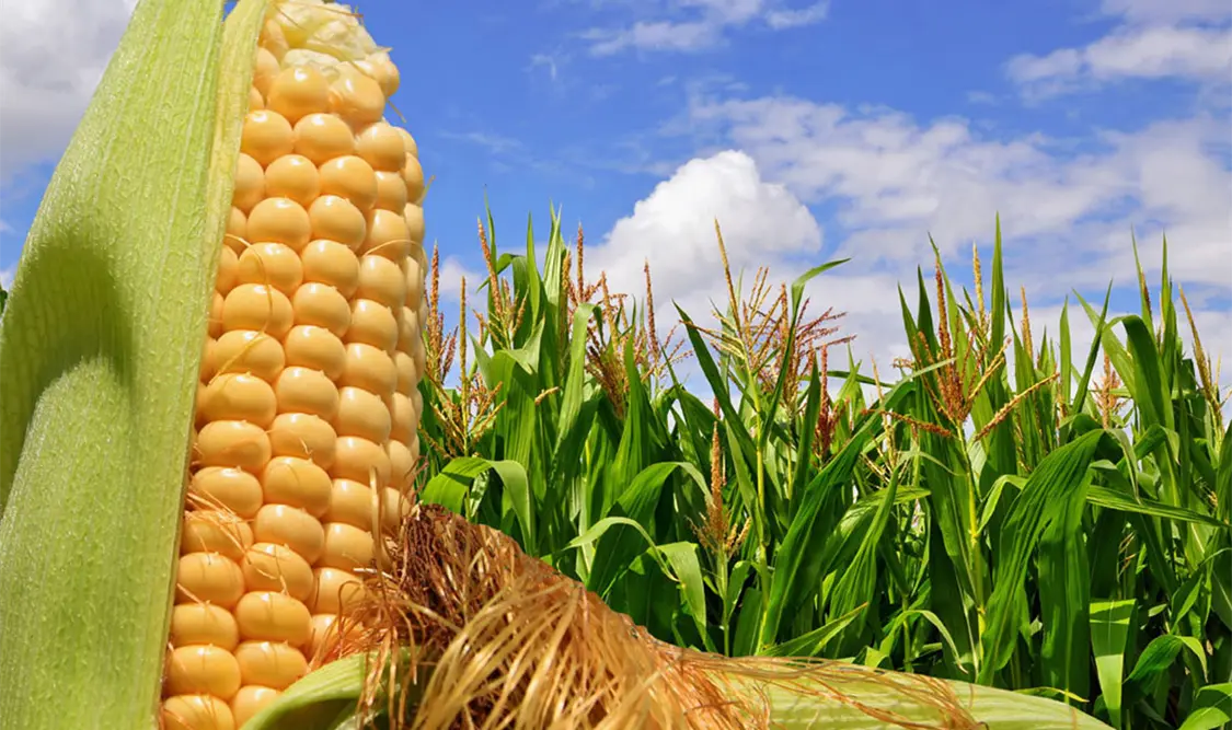 Habrá más subsidios al campo sin productividad