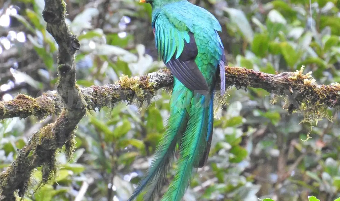 Ciudadanía debe involucrarse en preservación del quetzal