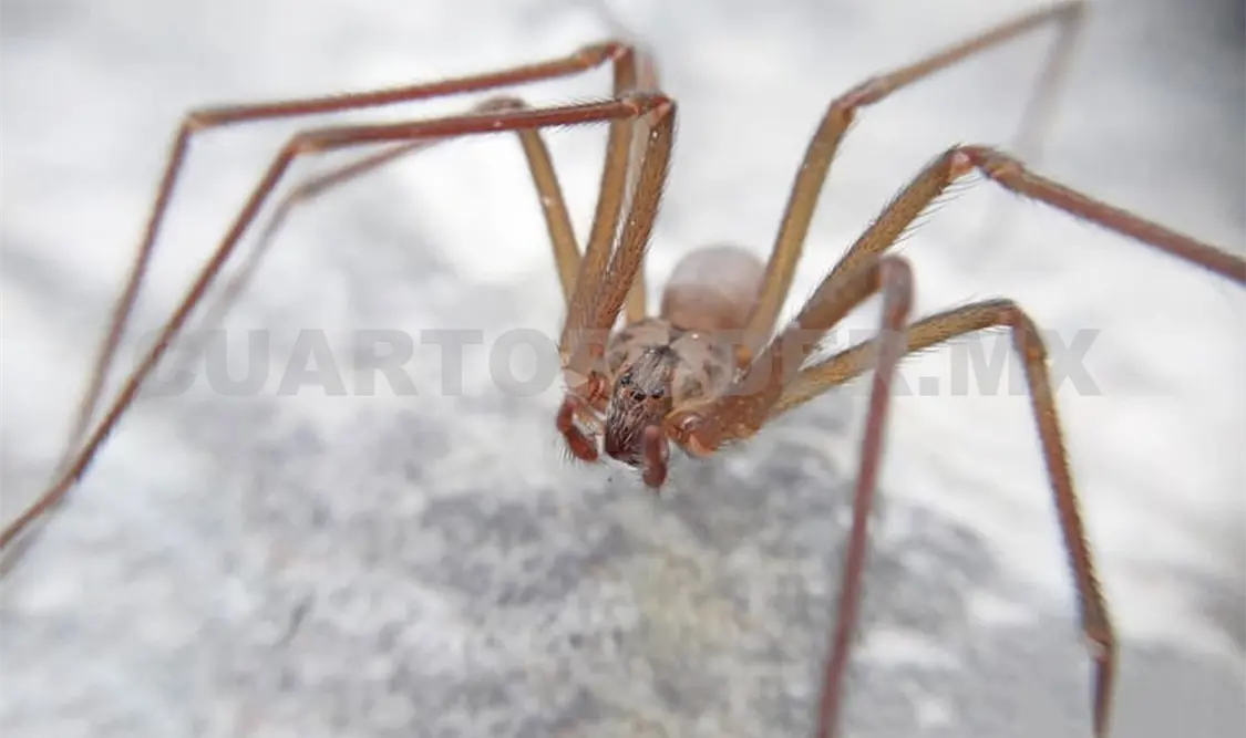 Araña violinista solo cumplen un ciclo