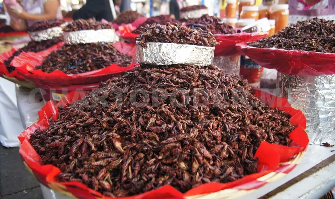 Consumir insectos ayudaría al medio ambiente y la salud