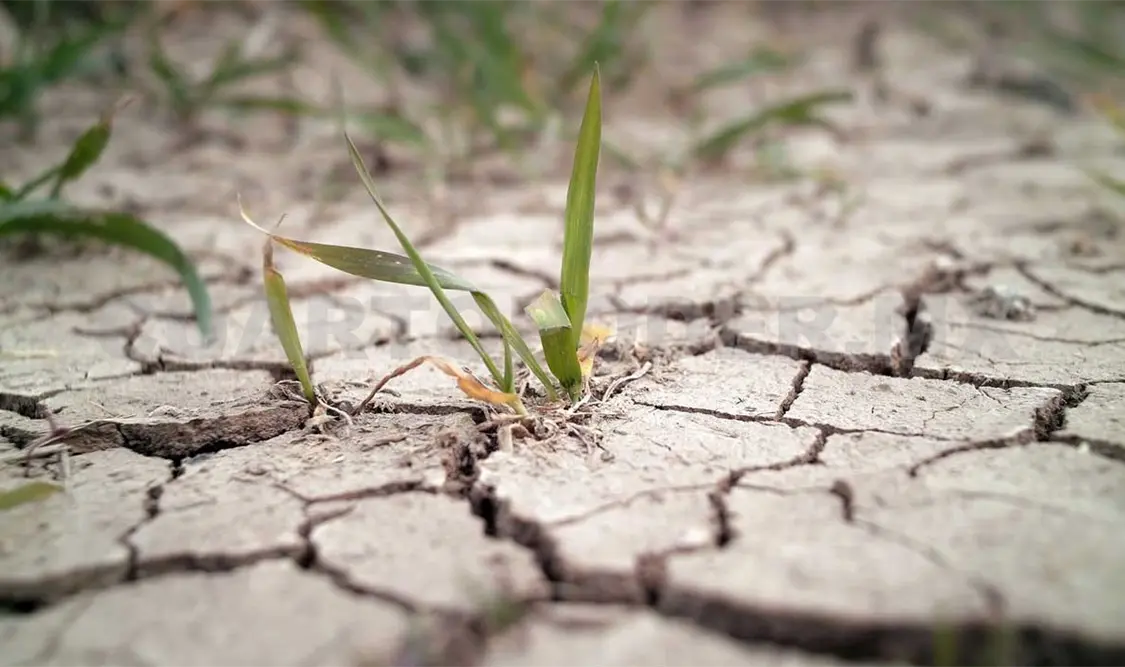 Los efectos de este fenómeno afectará más la actividad agrícola si los productores no transitan a sistemas alternativos sustentables. Diego Pérez / CP