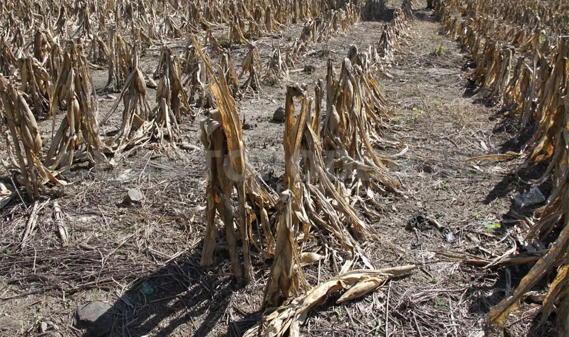 Más del 50 % del territorio en Chiapas se reporta como anormalmente seco. Diego Pérez / CP