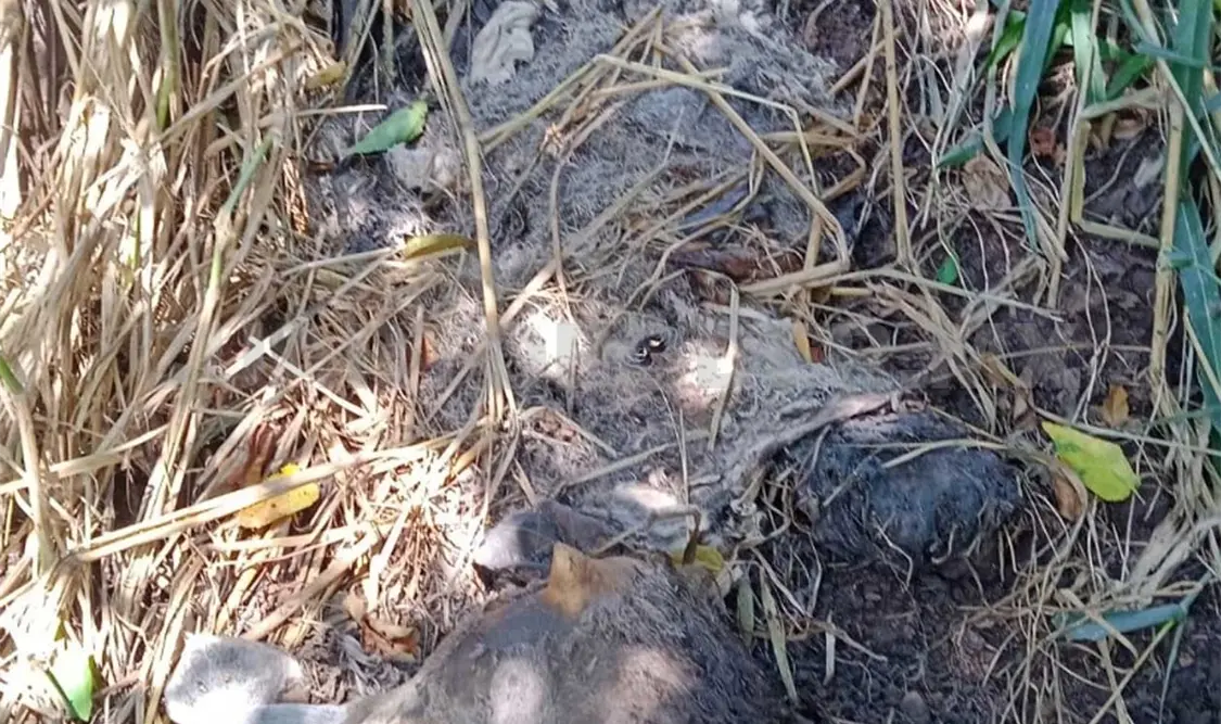 Animal supuestamente asesinado por un jaguar. Cortesía