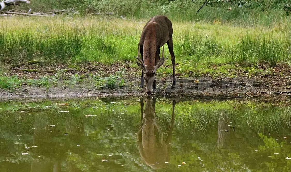 Ganaderos denuncian caza ilegal de venados