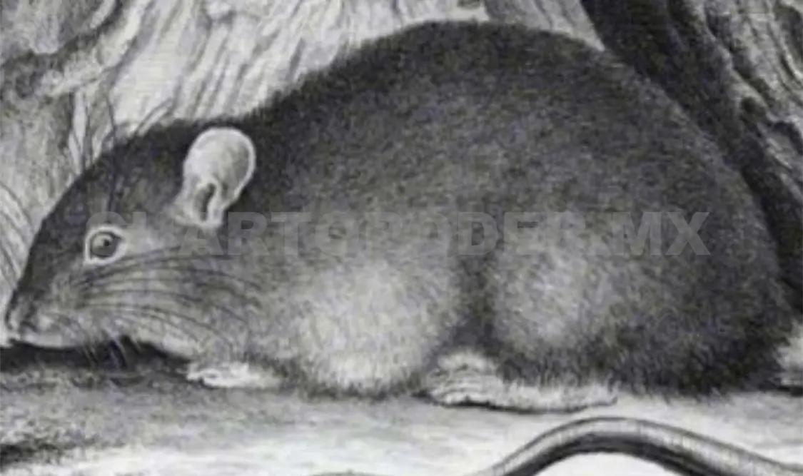 Investigan a ratas y ratones en SCLC