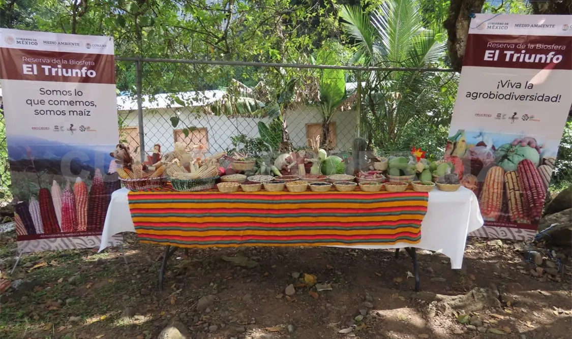 Fomentan uso de maíz criollo en la reserva El Triunfo
