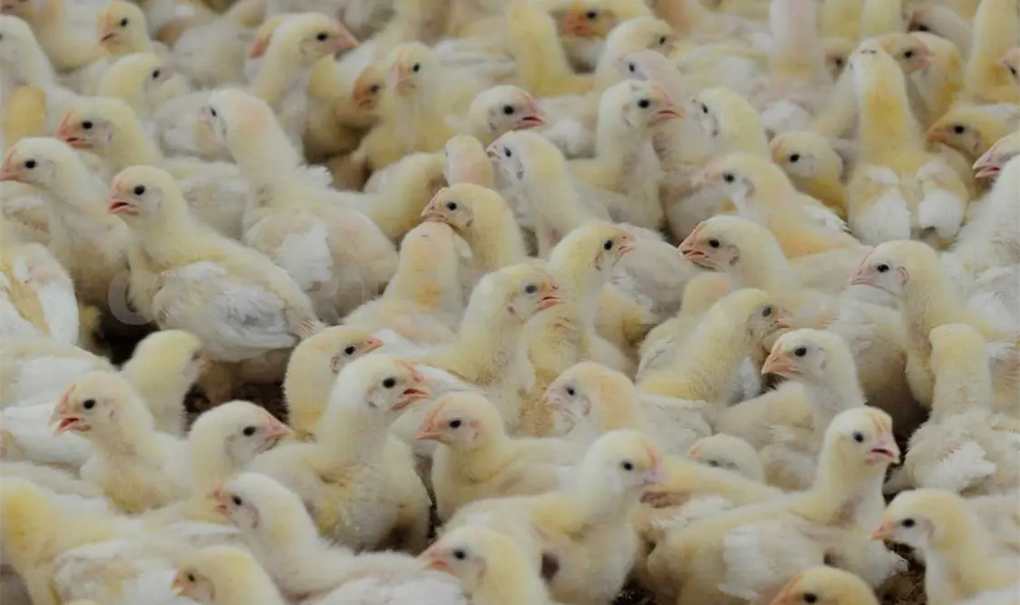 El organismo indicó que los productores deben notificar ante cualquier sospecha de caso de influenza. Diego Pérez / CP