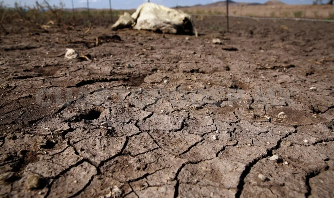 Urge proteger la cobertura vegetal en el estado