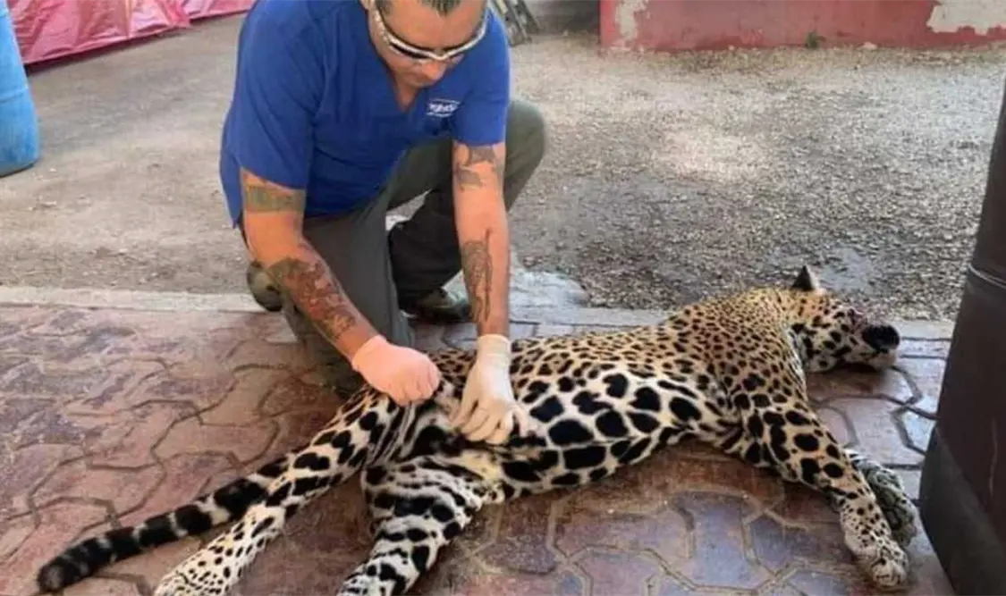 Profepa debe informar muertes de jaguares