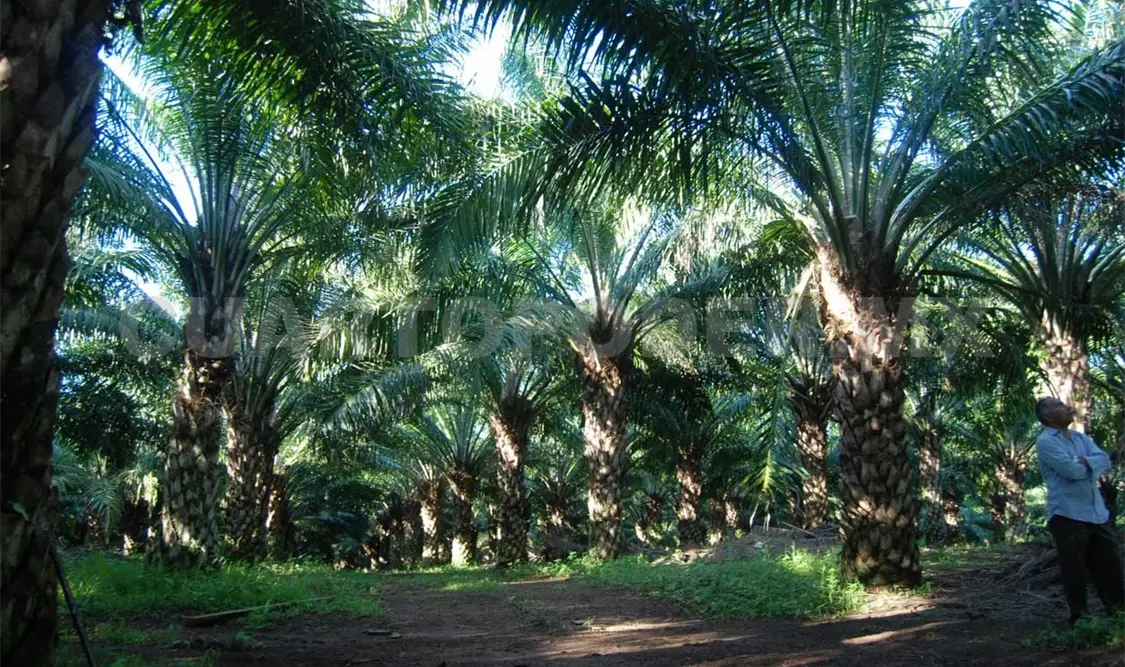 Cultivo de palma de aceite con impacto ambiental positivo