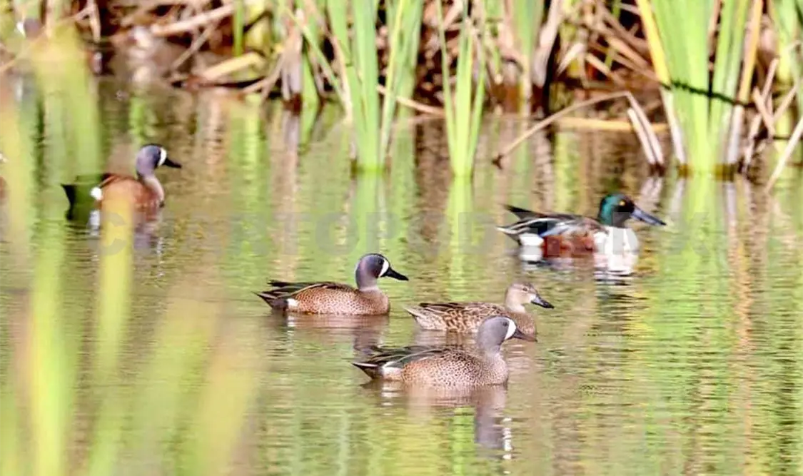 Llegan a SCLC patos migratorios de EE. UU.